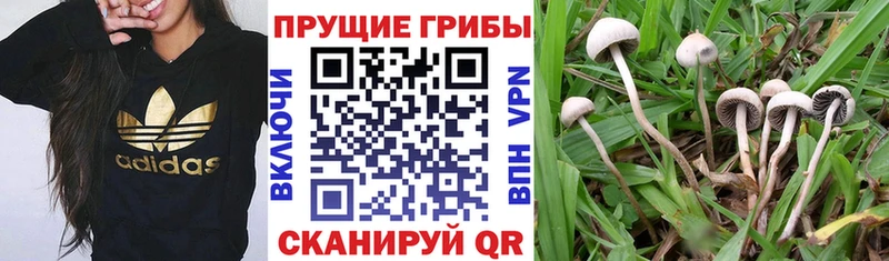 Галлюциногенные грибы MAGIC MUSHROOMS  Тотьма 
